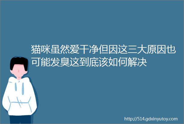 猫咪虽然爱干净但因这三大原因也可能发臭这到底该如何解决